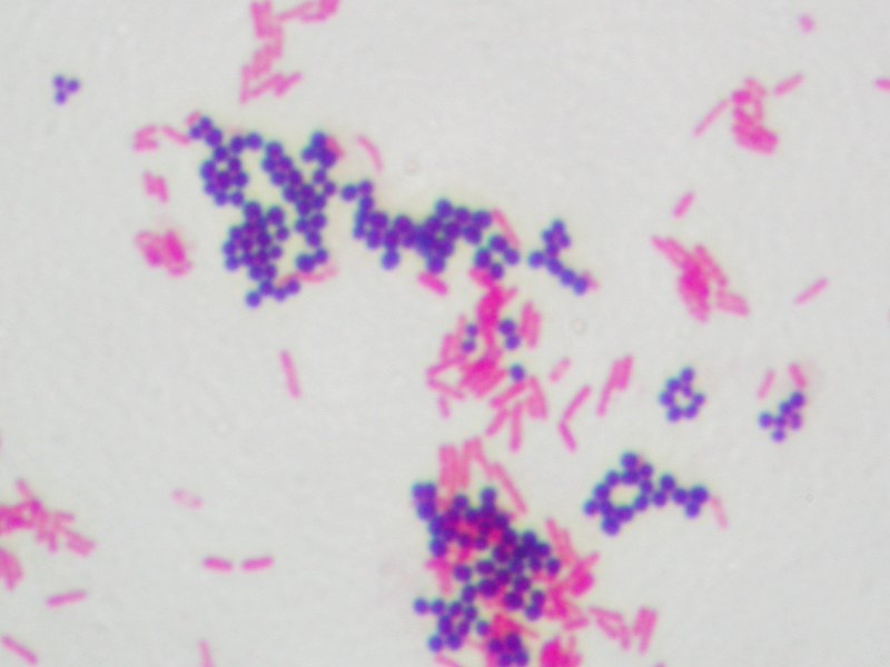 7322-staphylococcus